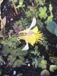 Columbine Aquilegia McKana Giants Yellow Flower Seeds for Planting – Ideal for Pollinator-Friendly and Cottage Gardens