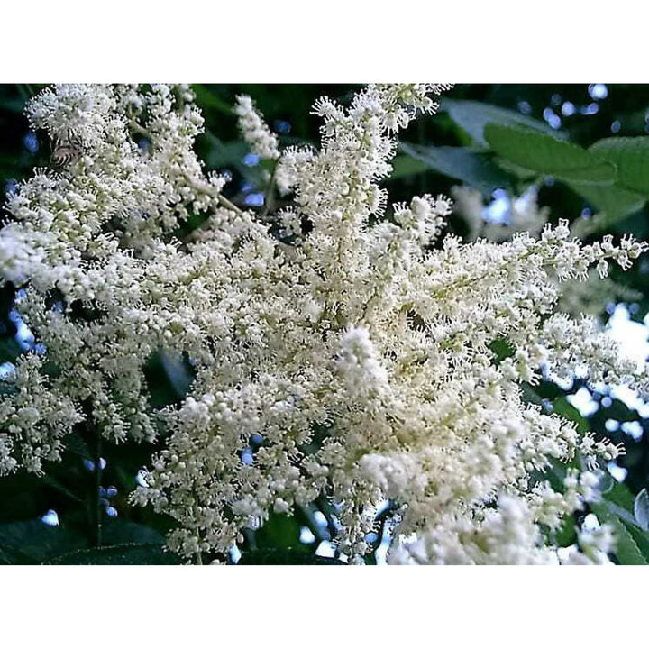 White Sumac Flower Seeds for Planting - 100
