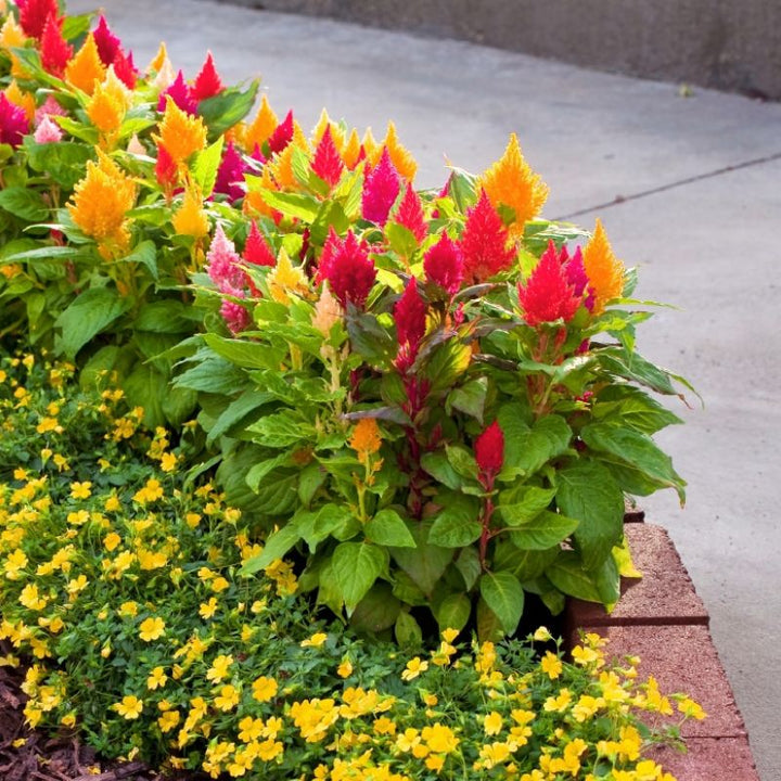 Mixed Celosia Argentea Flower Seeds, Heirloom, Non-GMO Seeds for Planting
