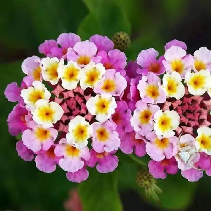 mixed-lantana-camara-flower-seeds-for-garden

