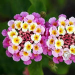 mixed-lantana-camara-flower-seeds-for-garden

