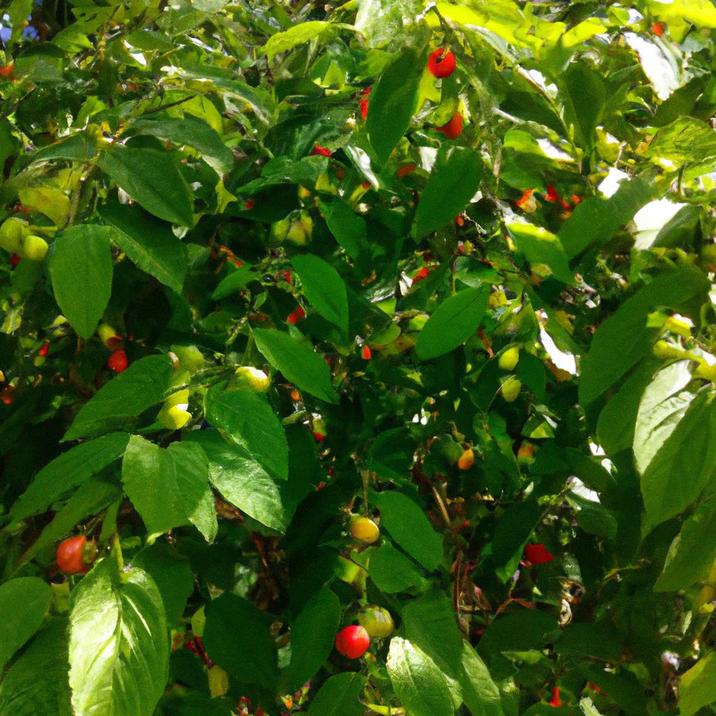 Muntingia Calabura Seeds for Planting - Unique Jamaica Cherry Fruits for Tropical Gardens