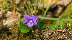 Viola Odorata Plant Seeds Purple for Planting NON GMO Seeds Dhara Seeds