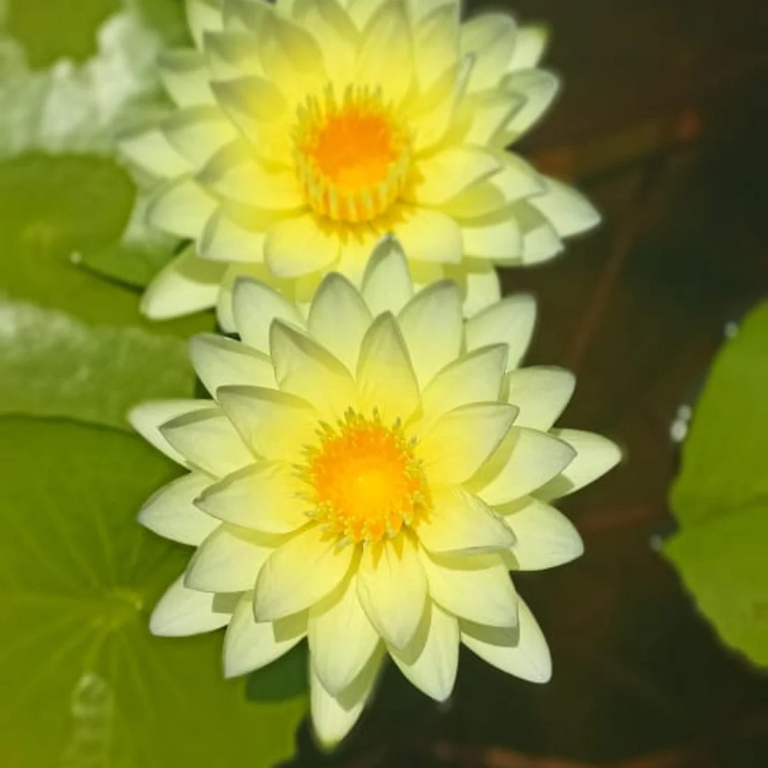 Water Lily ( Yellow ) - Plant Seeds