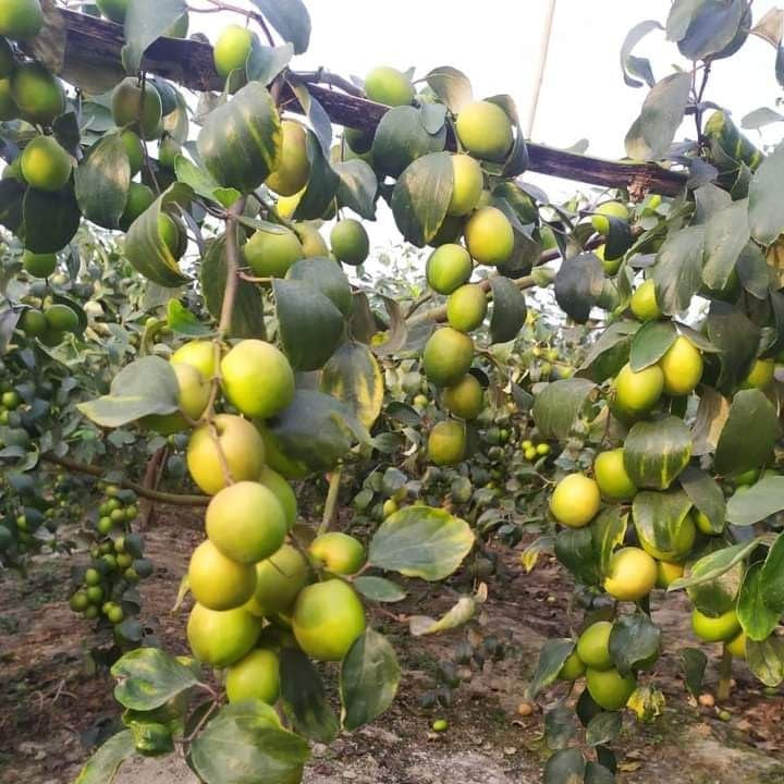 Imported Indian Jujube Seeds for Planting - Rare Perennial Juicy Fruit Tree Bonsai, Heirloom Seeds