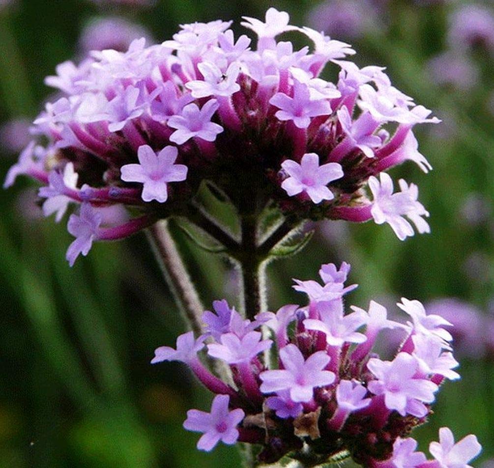 Verbena - Vervain