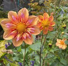 Dahlia 'Orange Hype' Collarette Flower Seeds for Planting – Heirloom and Non-GMO Garden Seeds