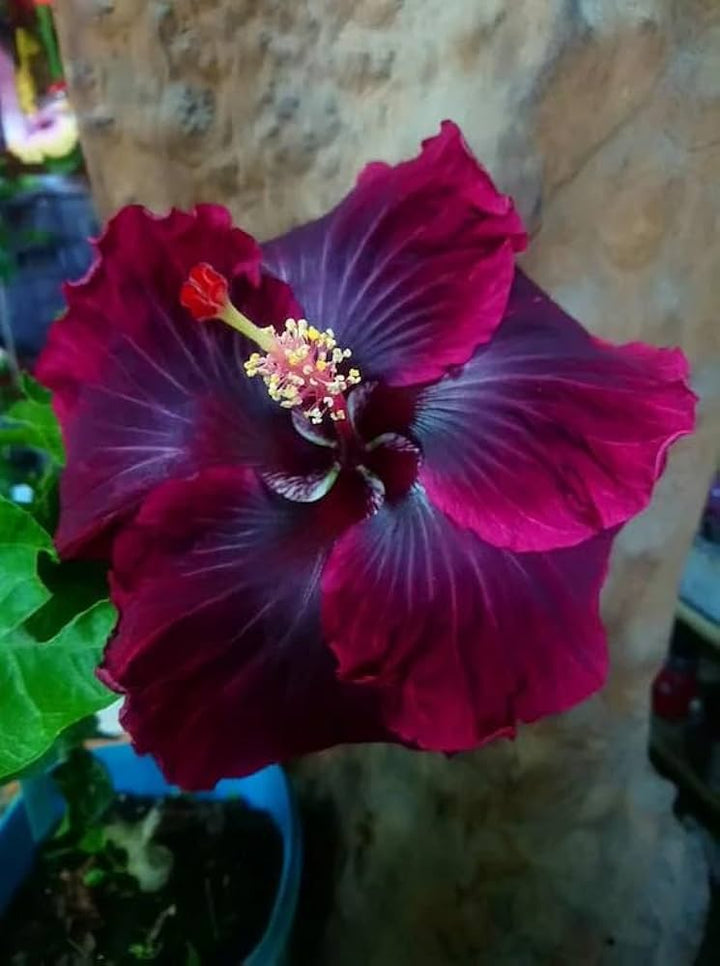 Heirloom Non-GMO Purple Maroon Hibiscus Flower Seeds – Bold Tropical Blooms for Garden Planting