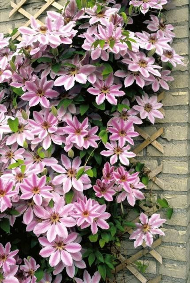 Mixed Nelly Moser Flower Seeds for Planting - 100