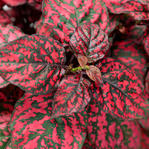 Red Hypoestes Plant Seeds for Planting, 100