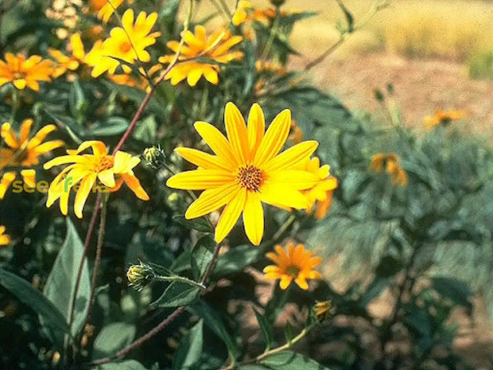Topinambur Flower Seeds for Planting - 100