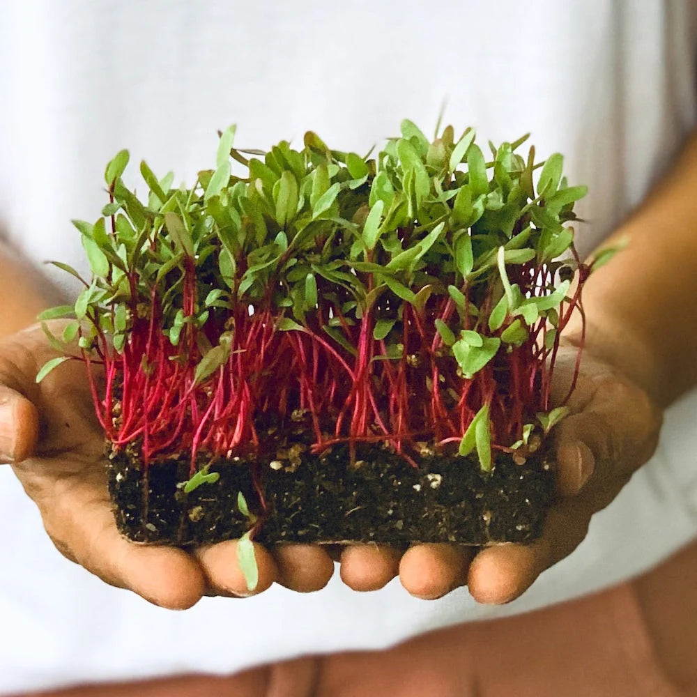 Purslane -  Red Gruner - Microgreen Seed