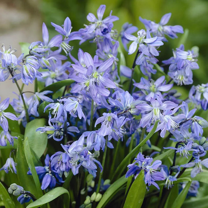 Scilla Bifolia Flower Seeds for Planting, 100