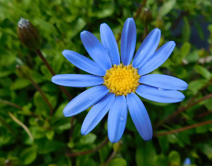 Blue Felicia Amelloides Flower Seeds for Planting - 100