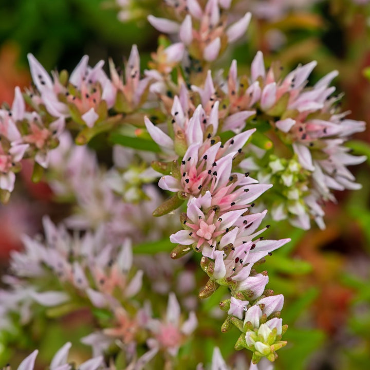 Heirloom Non-GMO Pink White Sedum Pulchellum Flower Seeds for Planting – Hardy Ground Cover Blooms