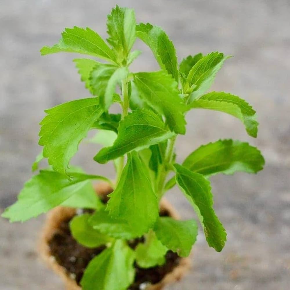 Stevia Seeds - Sweetie Star