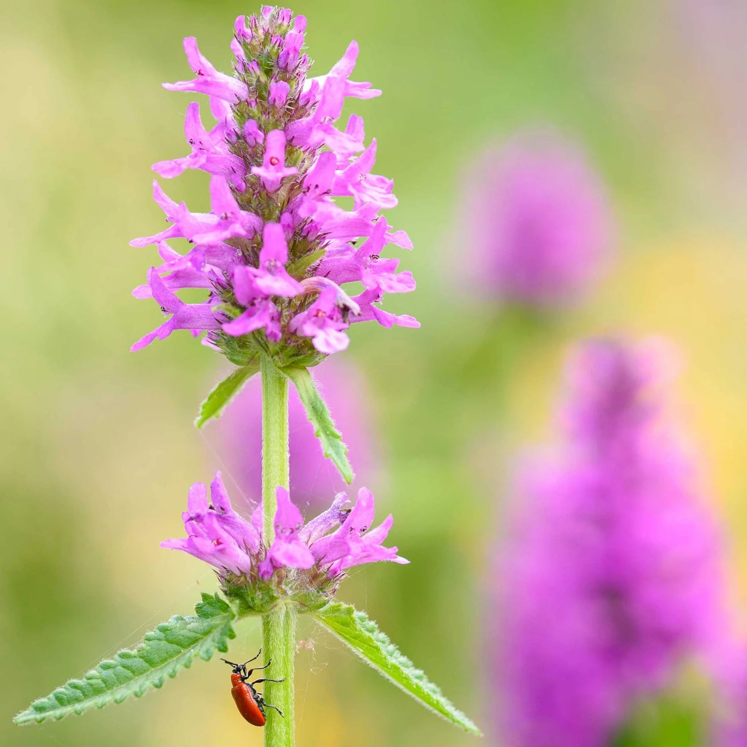 Stachys Flower Seeds – Heirloom, Non-GMO, Fuzzy Foliage Blooms for Garden Planting