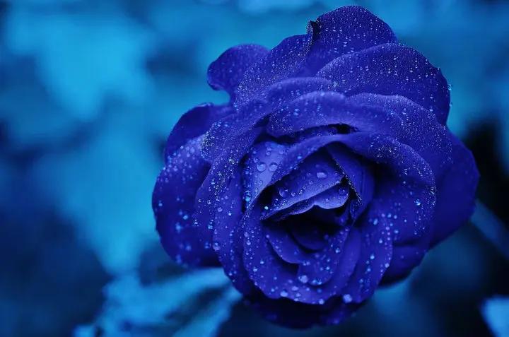 Rainy Blue Rose Plant Seeds for Planting - Non-GMO Heirloom Garden Seeds for Growing Dhara Seeds