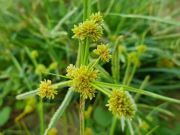 Yellow Cyperus Papyrus Plant Seeds for Planting - 100
