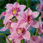 Pink Cymbidium Orchid Seeds - Heirloom Non-GMO Planting Seeds Dhara Seeds