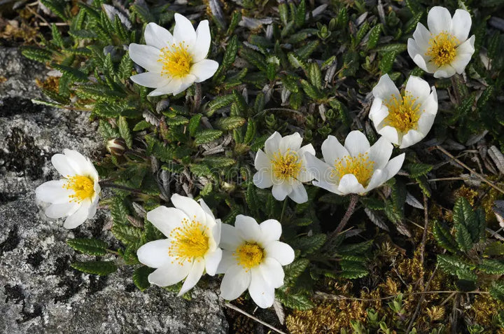 White Burren Flower Seeds for Planting - 100
