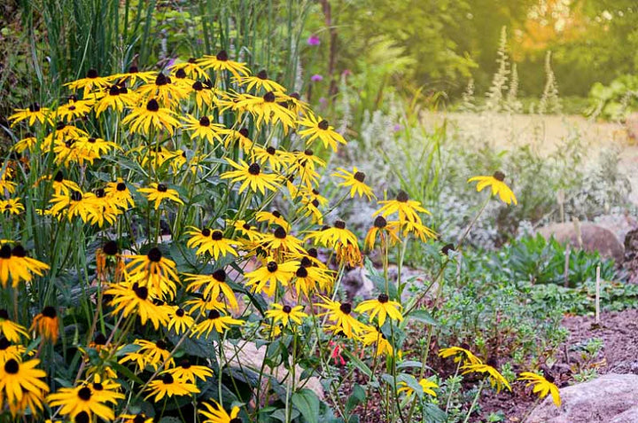 Heirloom Flower Seeds for Planting - 100