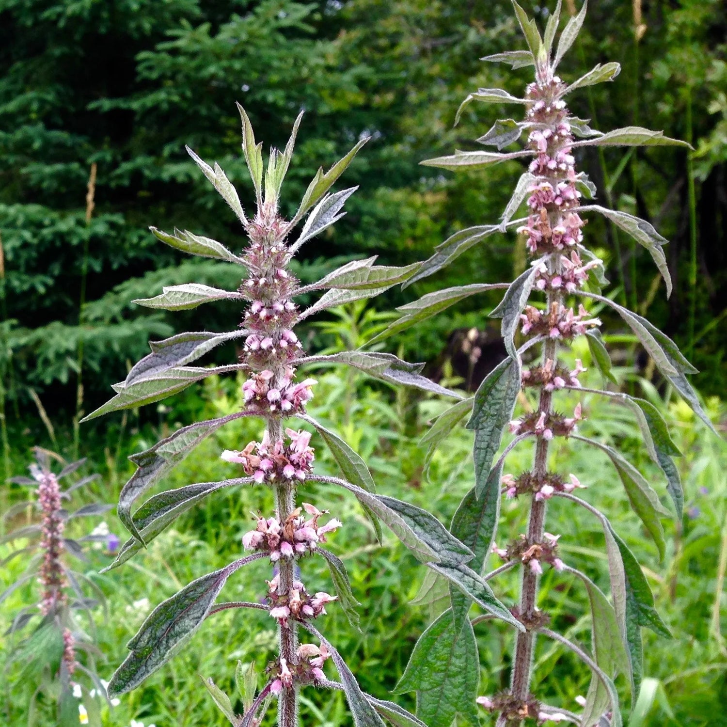 Motherwort - Leonurus cardiaca