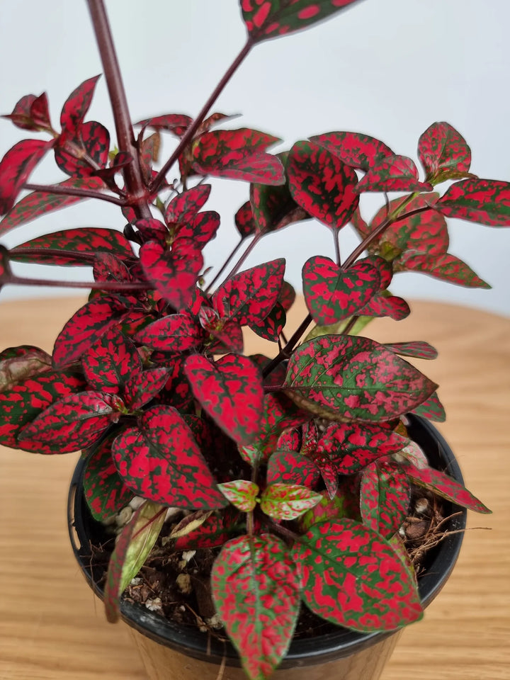 Red Hypoestes Plant Seeds for Planting, 100