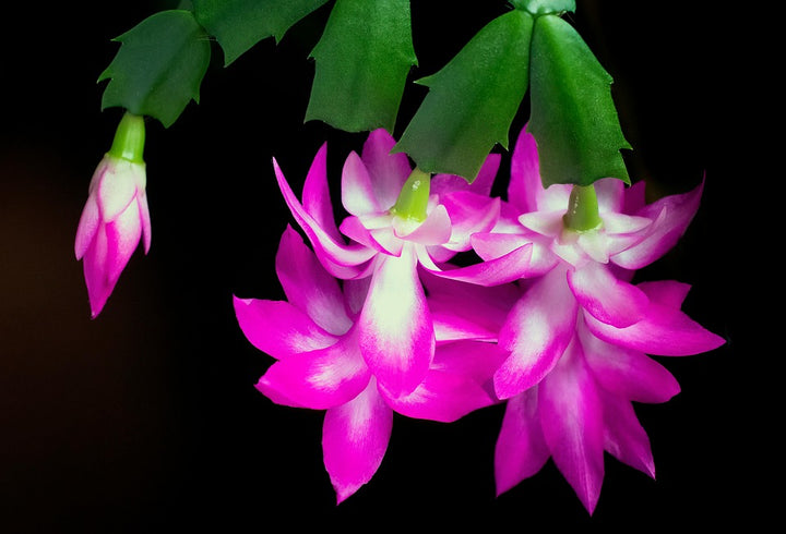 Pink Schlumbergera Flower Seeds for Planting, 100