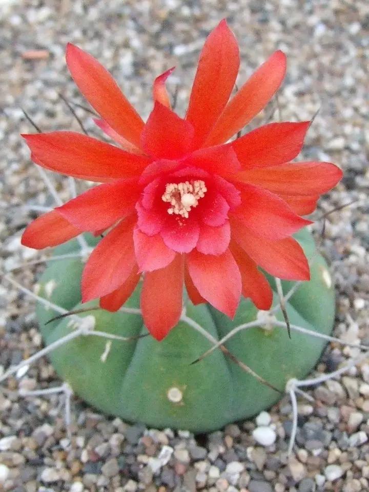 Red Matucana Plant Seeds for Planting - NON GMO Seeds Dhara Seeds