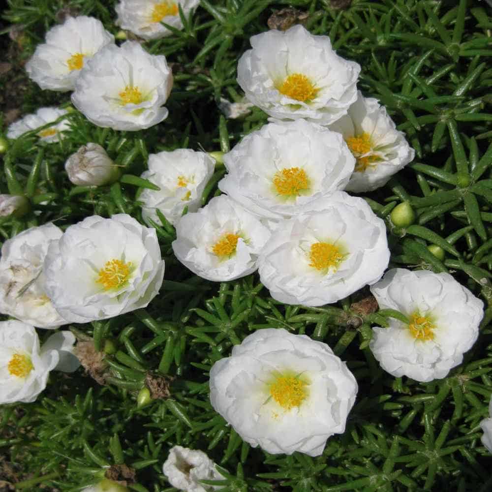 White & Pink Romantic Rose Heirloom Non-GMO Seeds for Planting