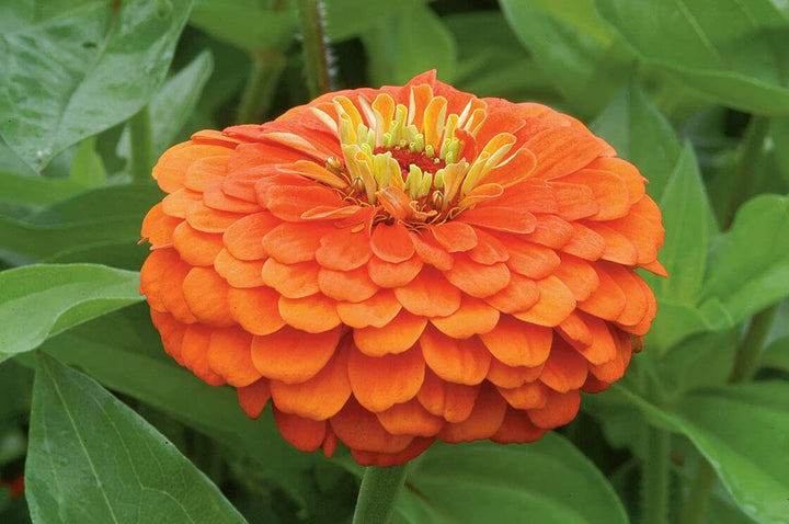 Orange Yellow Zinnia Flower Seeds for Planting – Vibrant, Non-GMO, Heirloom Seeds