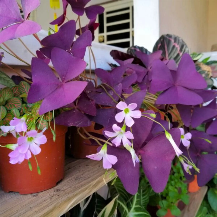 Oxalis Triangularis Flower Seeds – Heirloom, Non-GMO Seeds for Planting Vibrant Purple Blooms