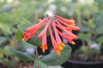 Honeysuckle Flower Seeds for Garden Planting - NON GMO Seeds Dhara Seeds