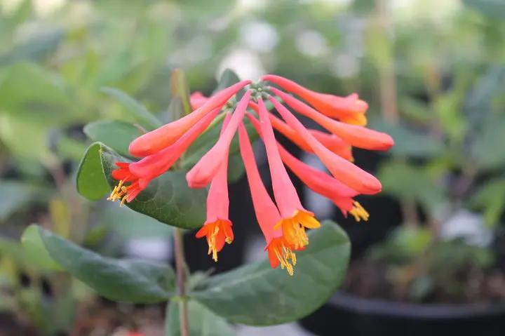 Honeysuckle Flower Seeds for Garden Planting - NON GMO Seeds Dhara Seeds