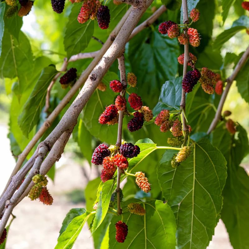 Mulberry Fruit Seeds - Perfect for Nutritious and Flavorful Homemade Treats