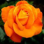 Light Orange Rose Plant Seeds Non-GMO Heirloom Garden Seeds for Planting Ideal for Home Gardens Dhara Seeds