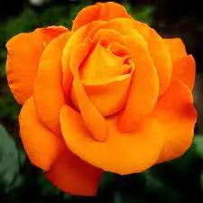 Light Orange Rose Plant Seeds Non-GMO Heirloom Garden Seeds for Planting Ideal for Home Gardens Dhara Seeds