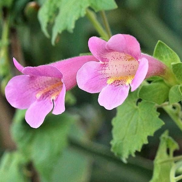 Pink Asarina Flower Seeds for Planting, 100