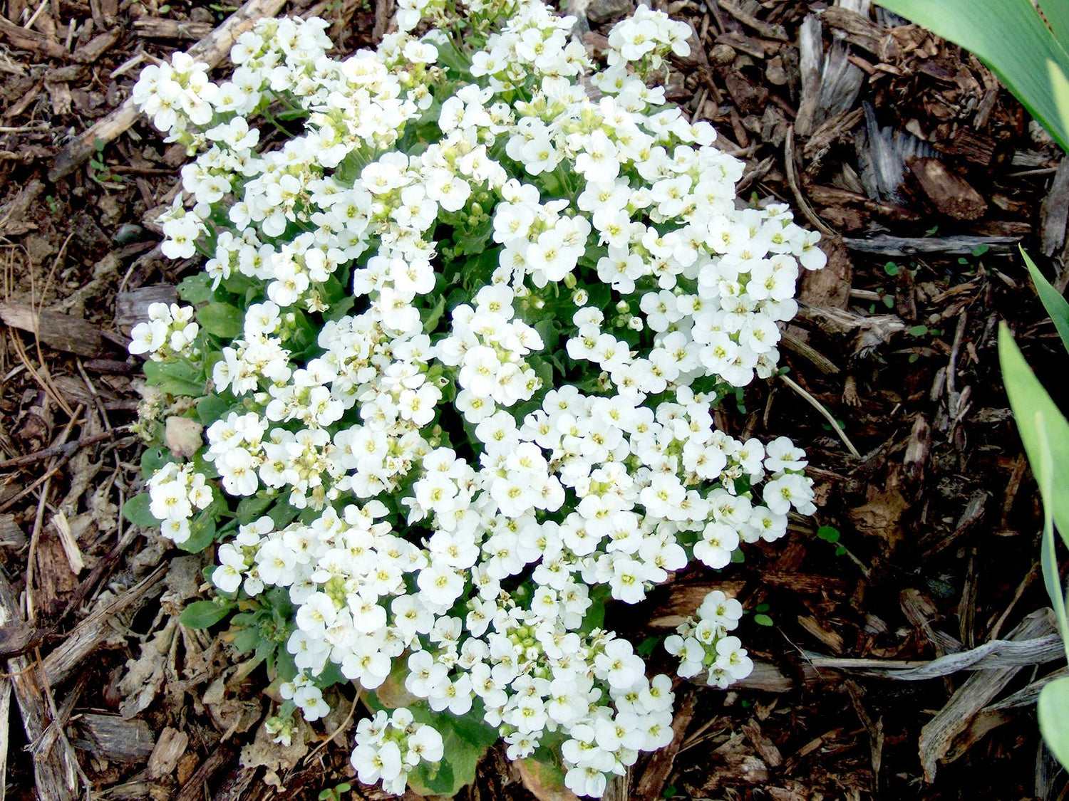 Rock Cress Seeds - Snow Peak