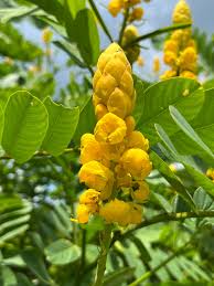 Yellow Candlestick Cassia Flower Seeds for Planting - 100