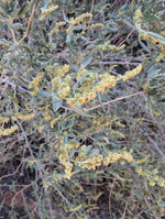 Atriplex Canescens Seeds for Planting - NON GMO Seeds Dhara Seeds