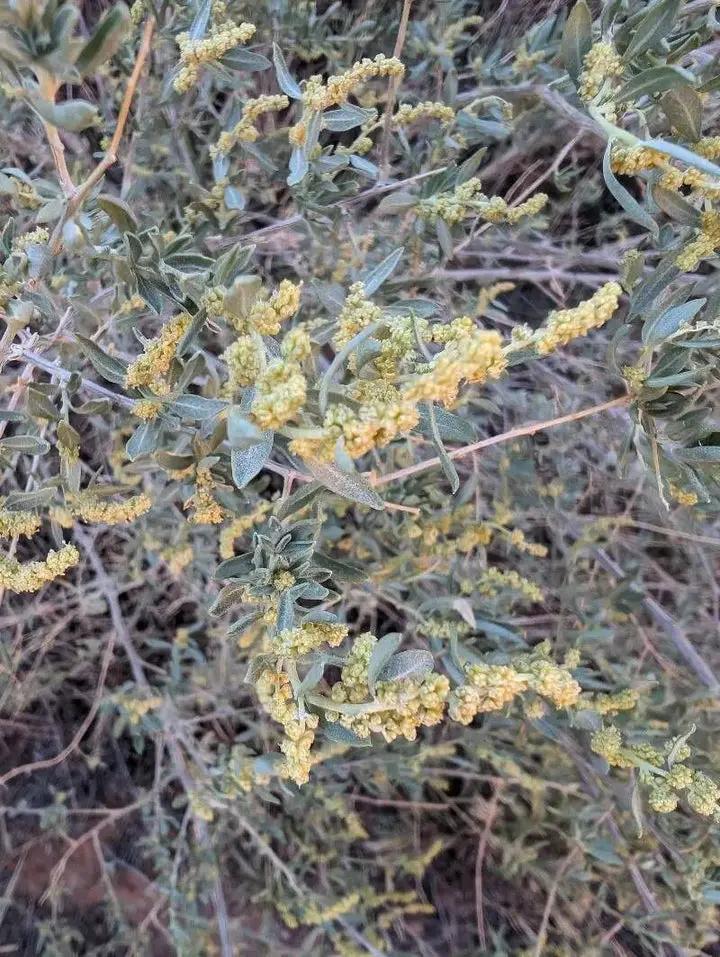 Atriplex Canescens Seeds for Planting - NON GMO Seeds Dhara Seeds
