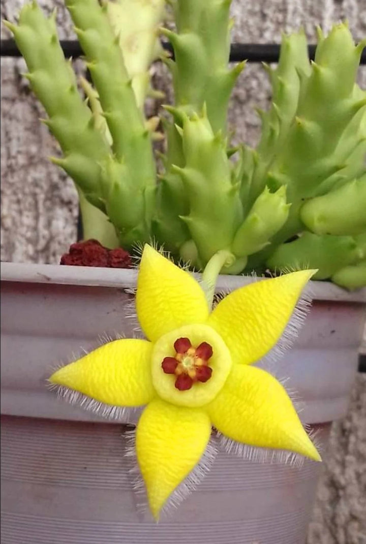 star shaped succulent flower Heirloom Stapelia Flower Seeds, Non-GMO Star-Shaped Succulent Blooms for  Unique Garden Planting