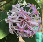 Dais Cotinifolia Flower Seeds for Planting, Heirloom, Non-GMO Dhara Seeds