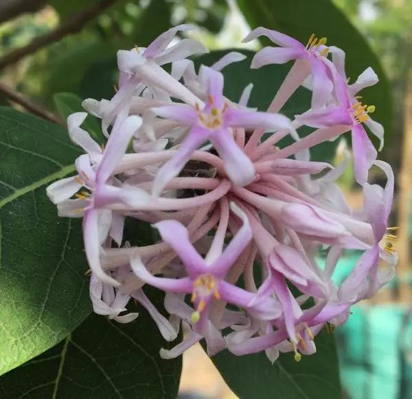 Dais Cotinifolia Flower Seeds for Planting, Heirloom, Non-GMO Dhara Seeds