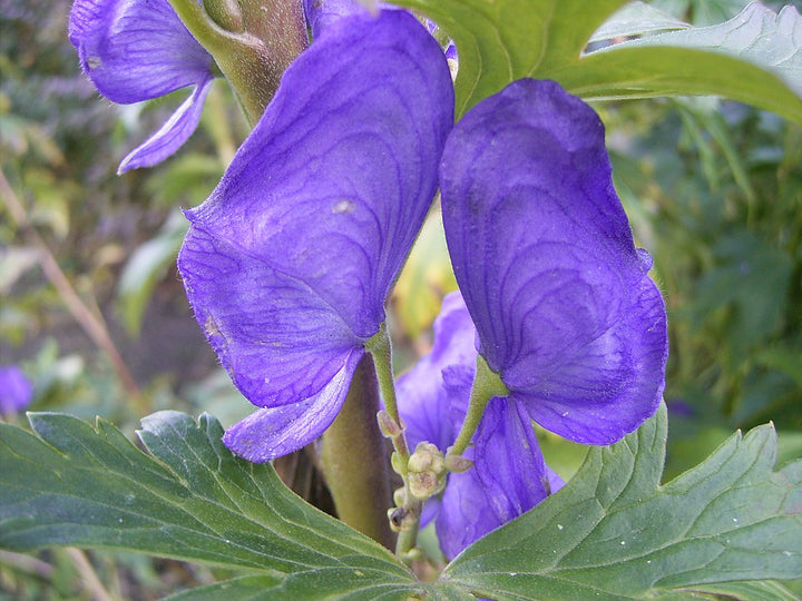 Blue Carmichaelii Flower Seeds for Planting, 100