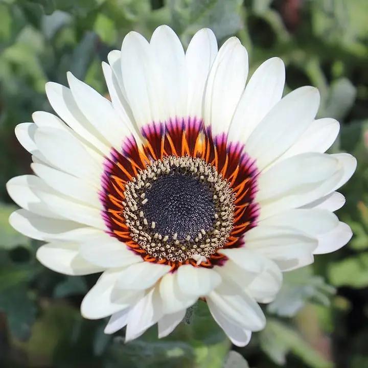 White Sunflower Flower Seeds for Planting – Rare Blooming Variety for Garden Charm Dhara Seeds