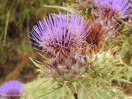 Violet Cardunculus Flower Seeds for Planting NON GMO Seeds Dhara Seeds