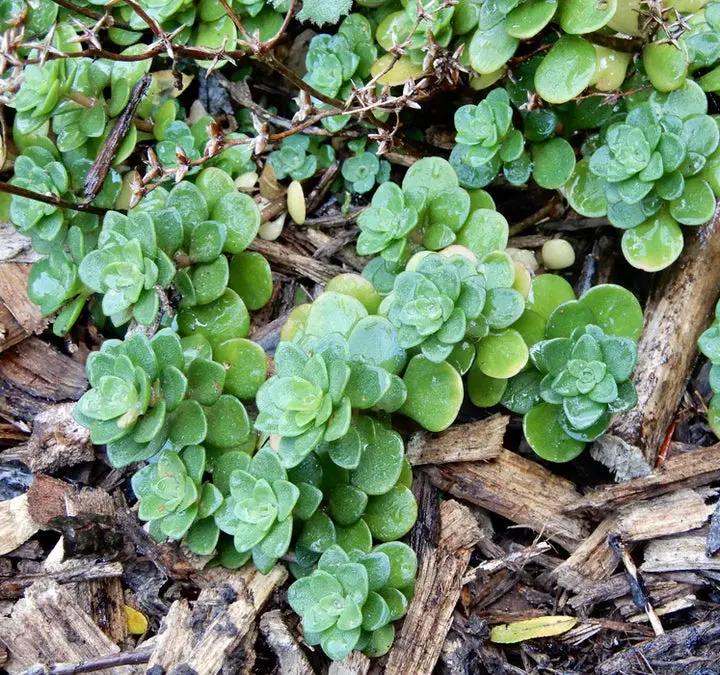 Green Cliff Stonecrop Seeds – Heirloom, Non-GMO Succulent Plant Seeds for Easy Garden Planting Dhara Seeds